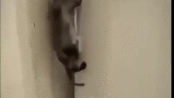 Неудачная попытка Кот, Котомафия, Домашние животные, Холодильник, Позитив, Видео, Гифка