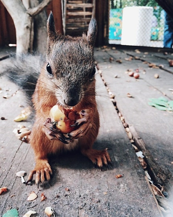 Алтуфьевская красотка