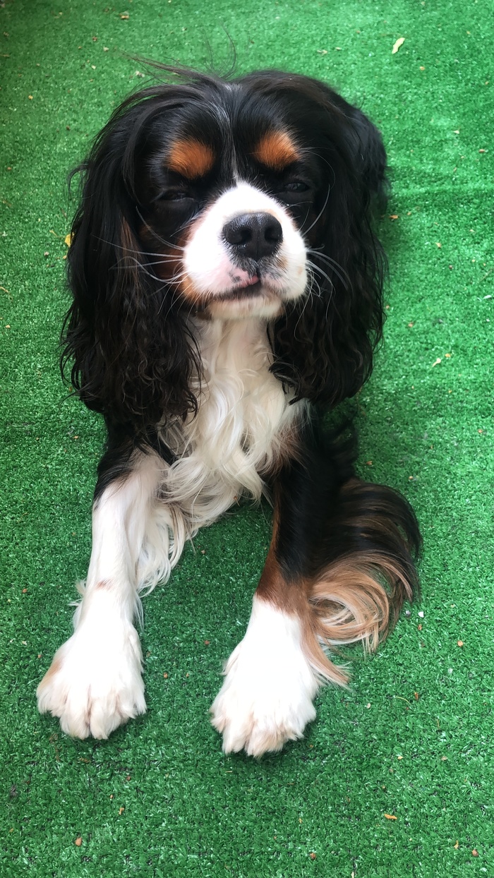 Собака-подозревака