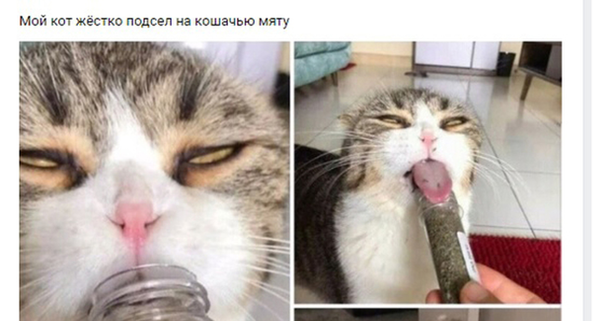 человек и кошка наркотики