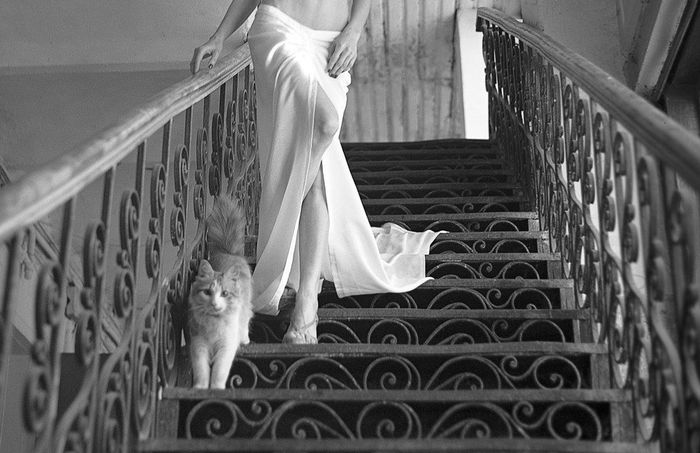 Про кошку и ножки