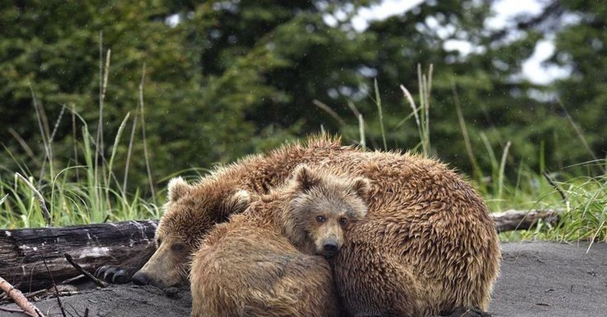 Mother bear. Мама Медведица и Медвежонок. Медвежонок с мамой. Медведица спит с медвежатами. Медведь спит летом.