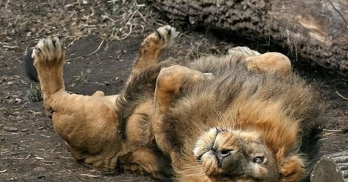 Лапка льва. Лев спящий. Лев валяется. Львенок лежит на спине.