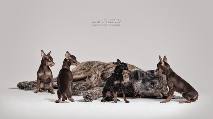 Нам только повалить, а потом запинаем