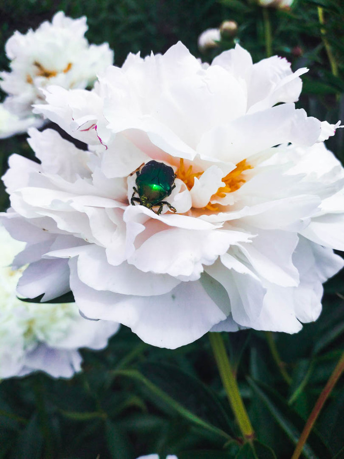 Просто жучок-бронзовка в пионе