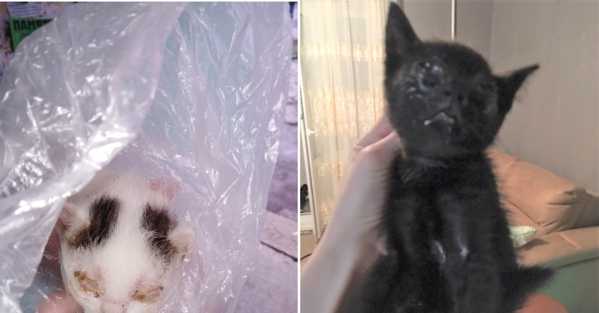 Вареник с Черникой или как помочь уличному котенку с инфекцией | Пикабу