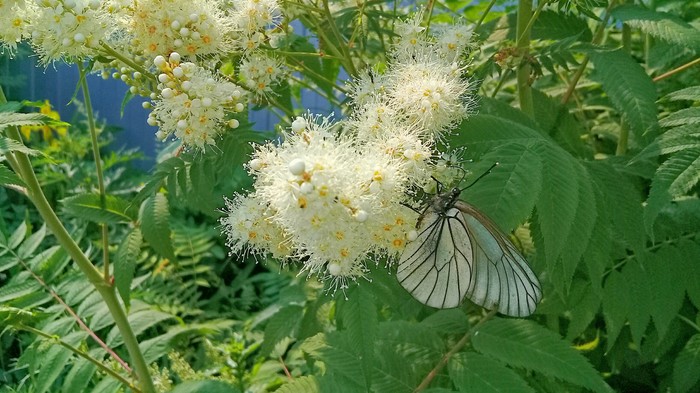 Разгар лета