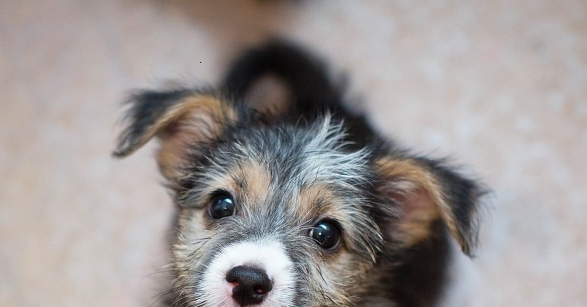 Купить собаку в московской области недорого. Маленькую собачку в добрые. Щенок бородатик. Домашние щенки. Маленькие собачки даром.