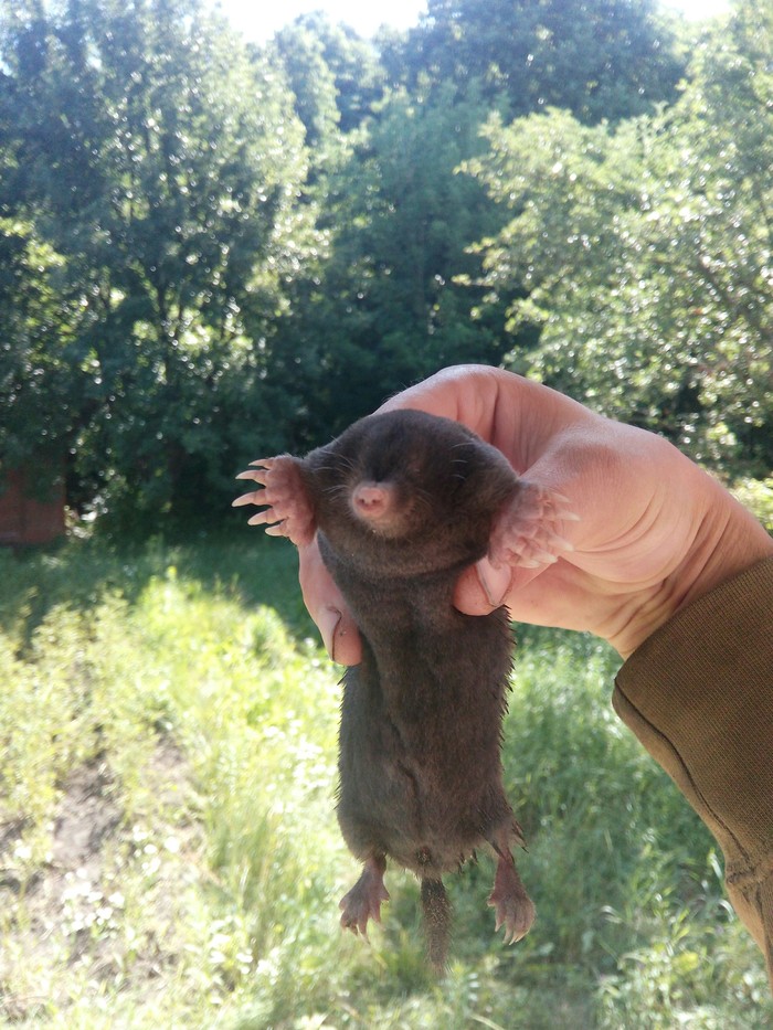 Крот,просто крот))