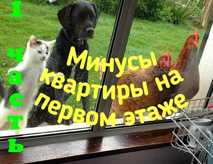 Минусы квартиры на первом этаже Недвижимость, Квартира, Первый этаж