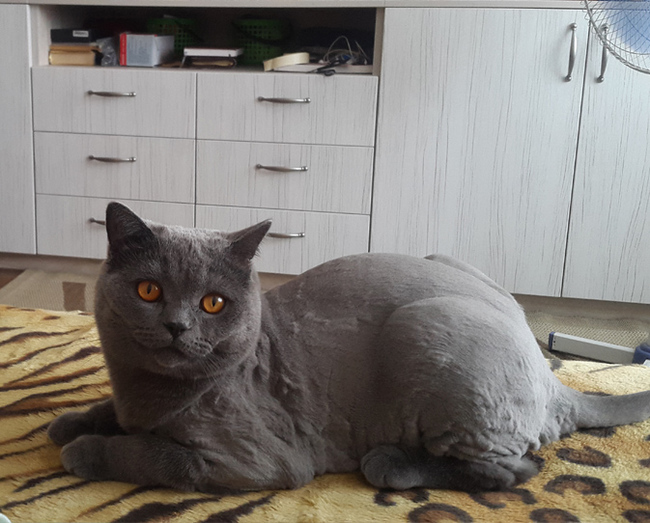 ������, ������ ������ � �� ������ ��� ������ ������� ��� ������� �������� Baorun P2 ��������