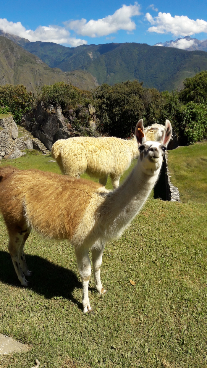 Как съездить на Мачу-Пикчу. Инструкция Мачу-пикчу, Перу, Путешествия, Латинская Америка, Южная Америка, Длиннопост