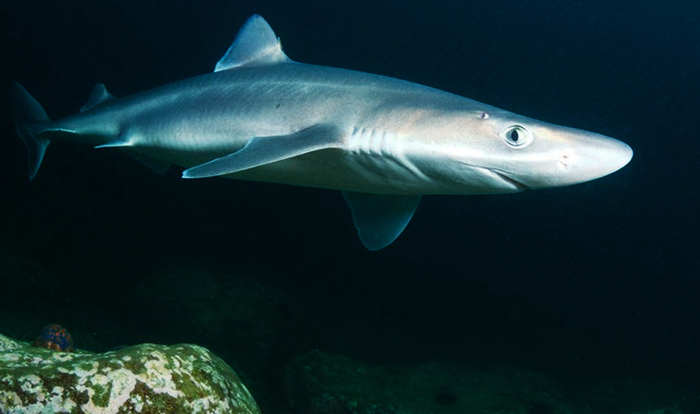 Какие акулы обитают в Черном море Черное море, Акула, Рыба, Длиннопост