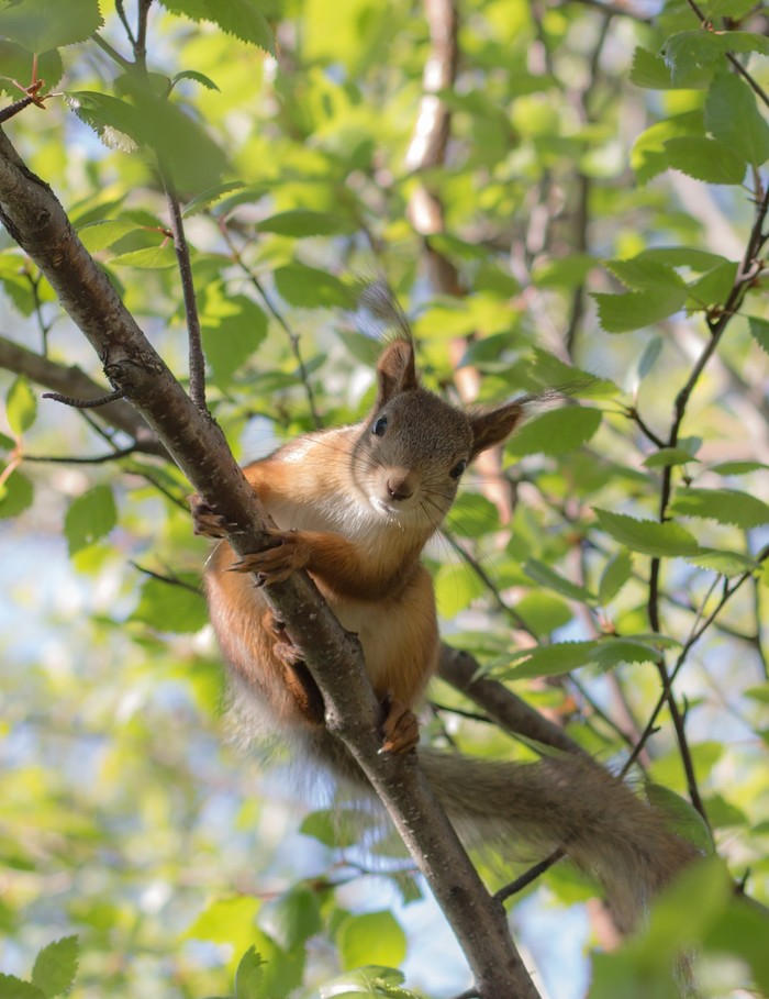 ����� (��������).