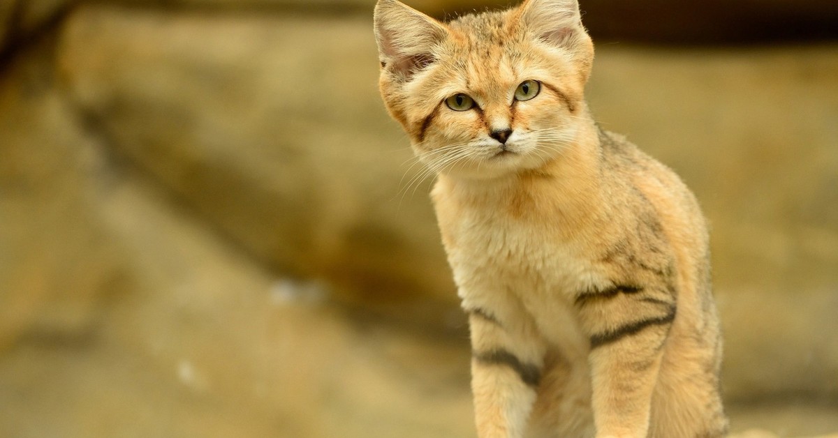 Кошка какое животное. Пустынный барханный кот. Песчаная барханная кошка. Барханная кошка (Песчаная кошка). Животные пустыни барханный кот.