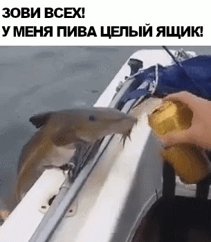 Прикормка