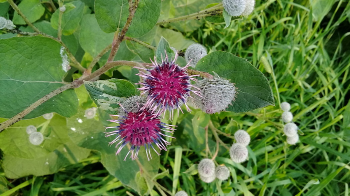 Красота репейника