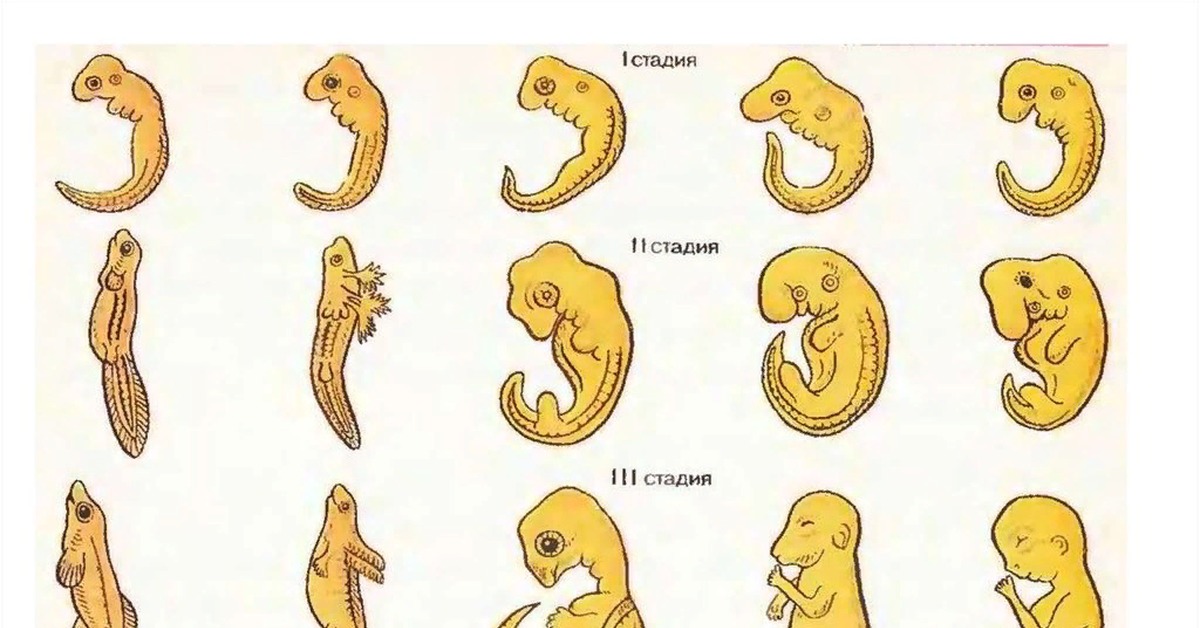 Онтогенез позвоночных закон геккеля. Эмбриологическое сходство ранних стадий развития зародышей. Эмбриологические доказательства сходства зародышей. Сходство начальных стадий эмбрионального развития. Стадии зародышевого развития позвоночного животного.