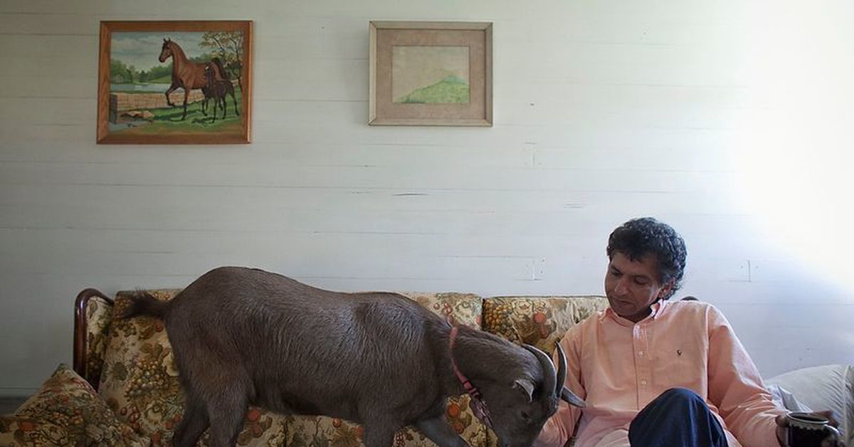 Домашние питомцы в квартире