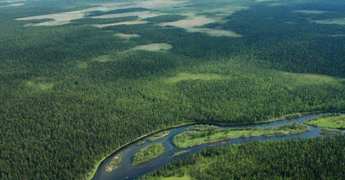 Леса коми фото. Бореальные леса Аляска. Бореальные леса России. Девственные леса Республики Коми Северо Восток. Растения девственных лесов Коми.