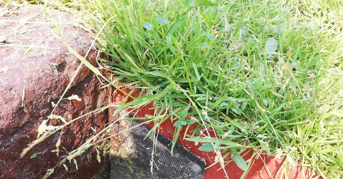 Птенец выпал из гнезда | Пикабу