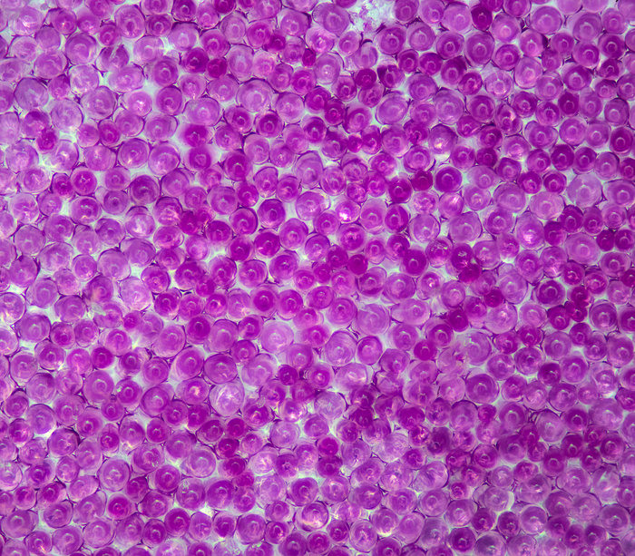 Лепесток фиалки