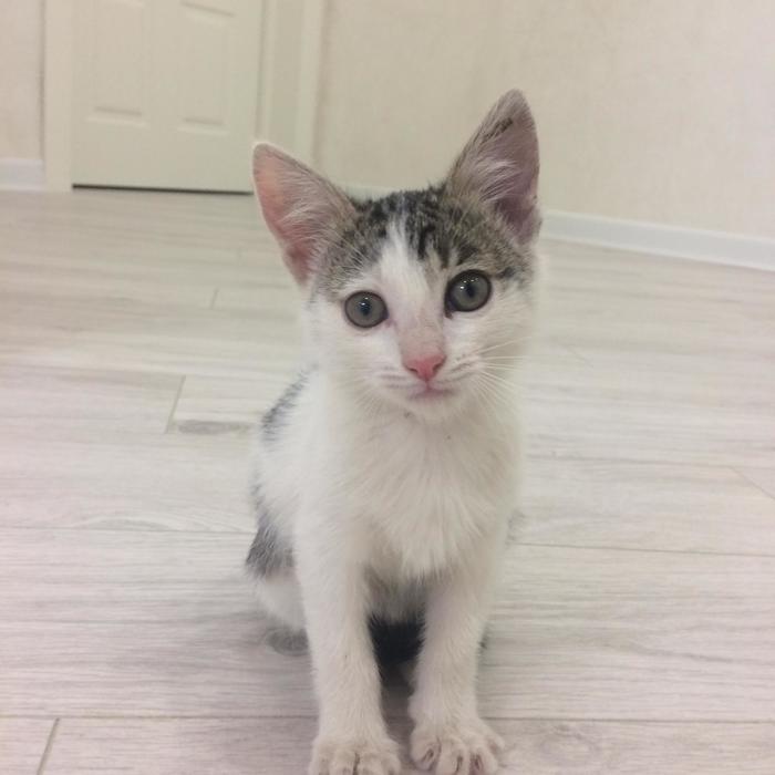 ���� ������ �������. ������