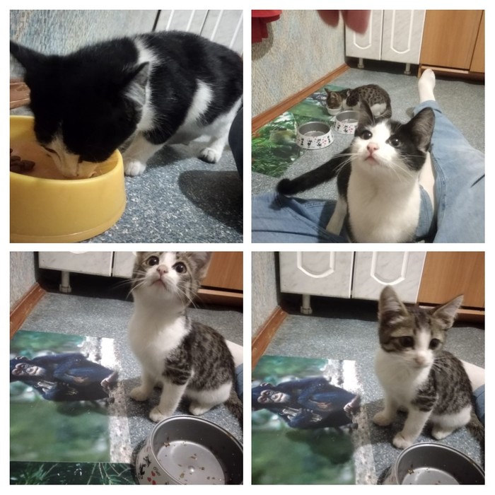 Sos, �������� ���������� �����, �����