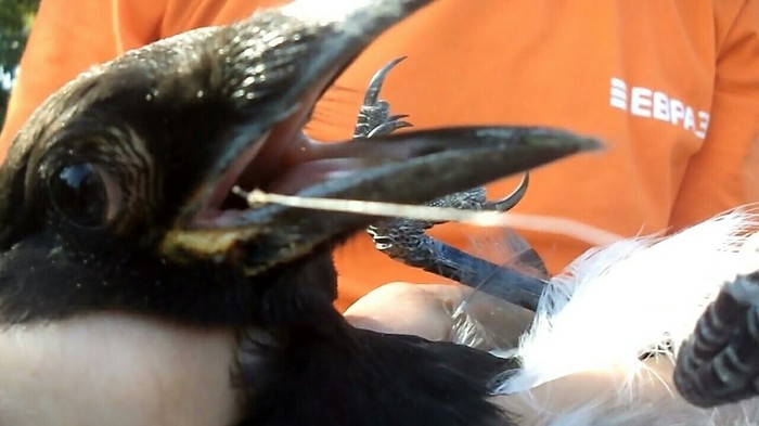 Пернатая сорожка