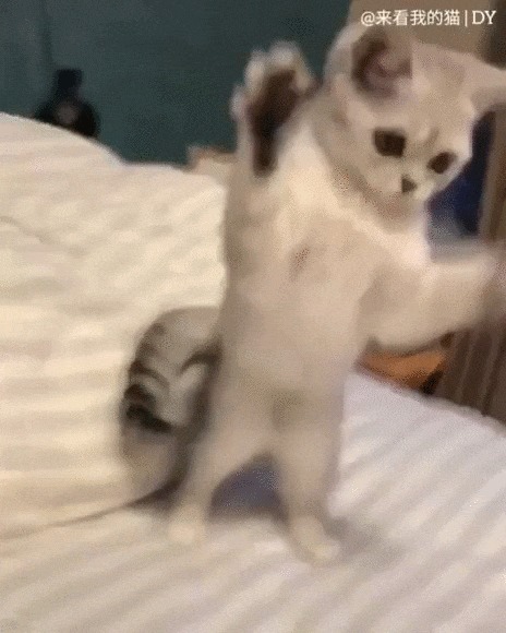 Я злой и страшный серый кот! Кот, Котомафия, Домашние животные, Лапки, Ходьба, Милота, Видео, Гифка