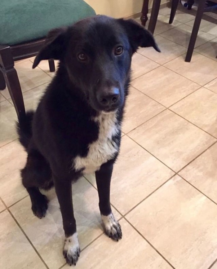 Помогите найти собаке дом или старых хозяев!