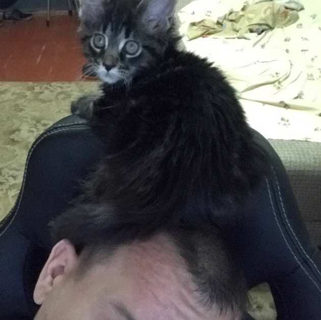 И моя кошка празднует,сидя у меня на голове