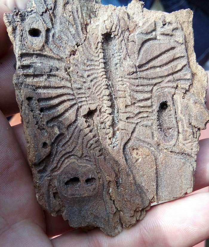 Любопытства ради