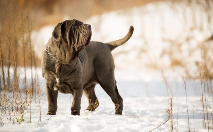 Гигант созерцатель - неаполитанский мастиф