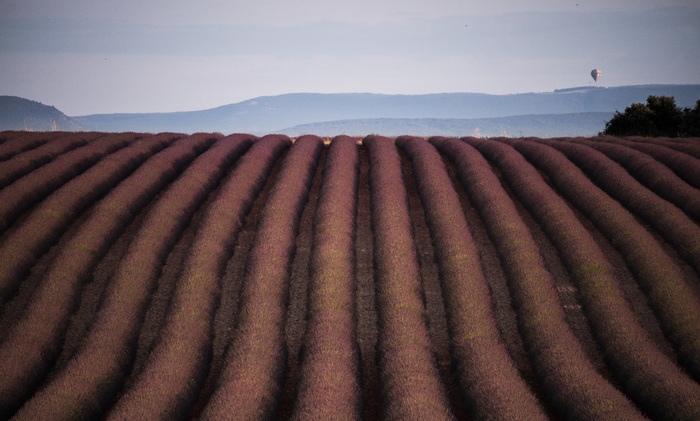 Шар над лавандой