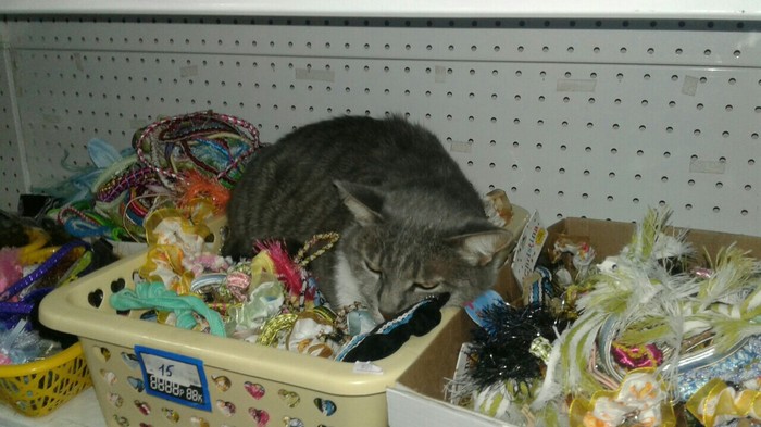 ������� ����������� �� ����������