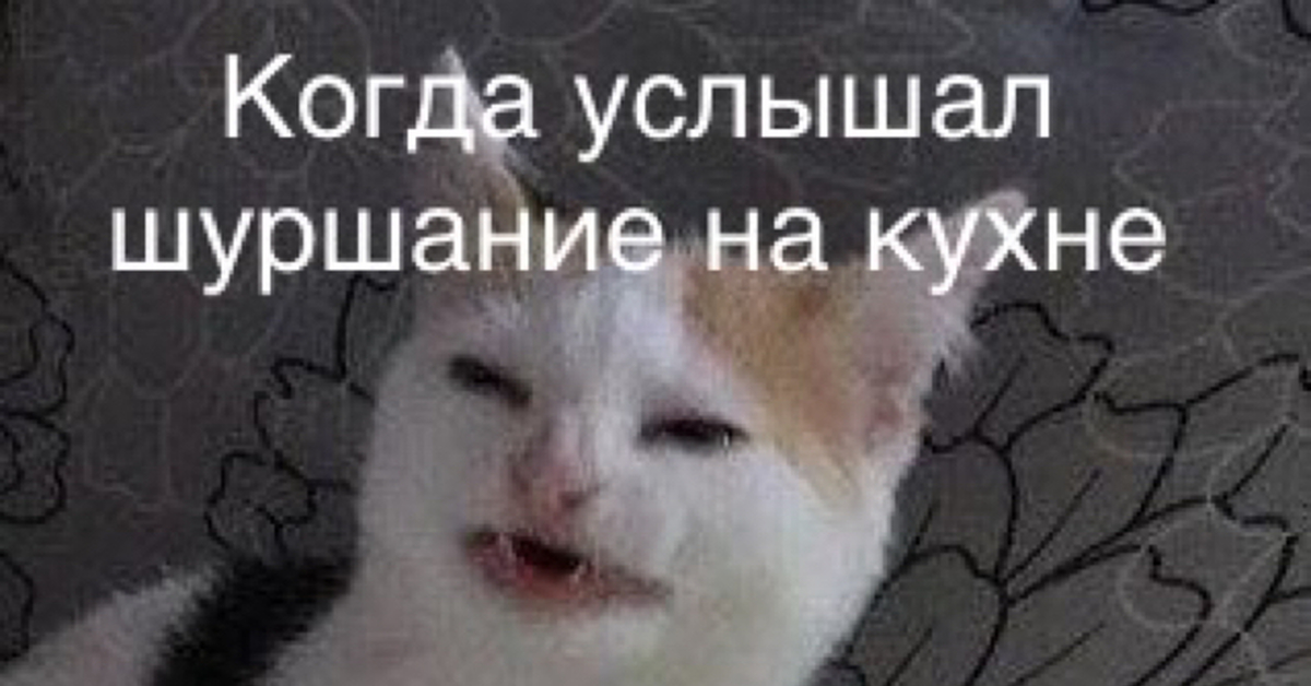 Пакетика вискаса) | Пикабу