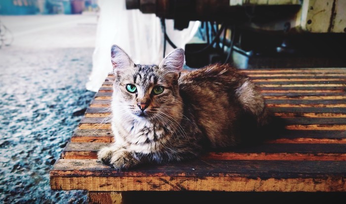 ���� ������� �������