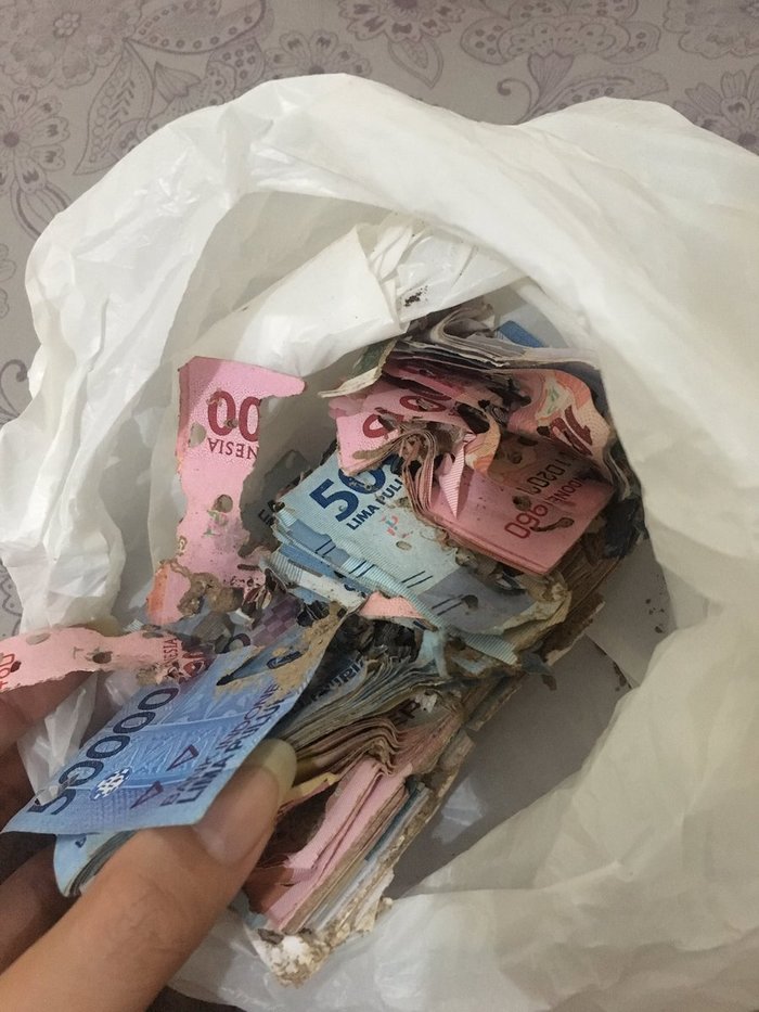 Термиты съели миллионную заначку девушки