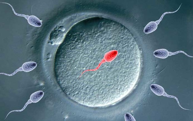 Оплодотворенная спермием центральная клетка. Оплодотворение яйцеклетки спермием. Спермии сперматозоиды яйцеклетки. Оплодотворенная клетка. Сперматозоид оплодотворяет яйцеклетку.