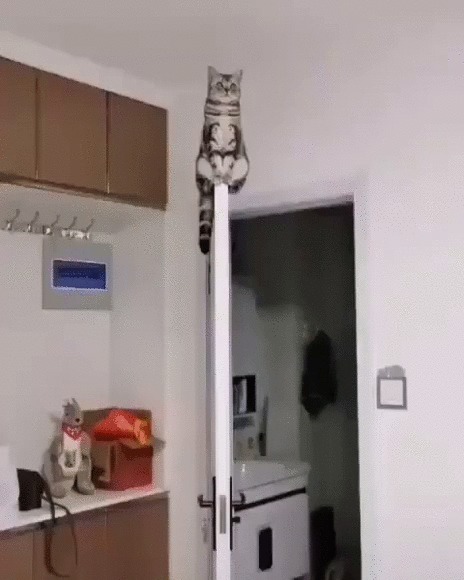 Наблюдательный пункт Кот, Котомафия, Домашние животные, Дверь, Наблюдение, Webm, Гифка