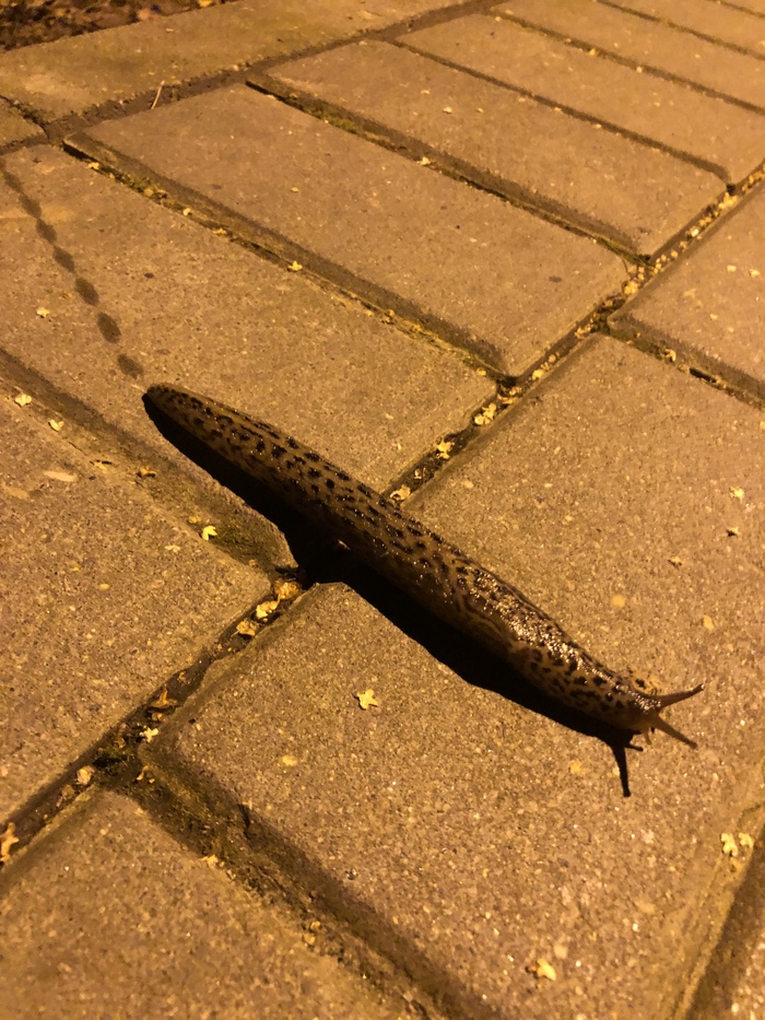 В Леопардовых лосинах, хоть и в конце лета )