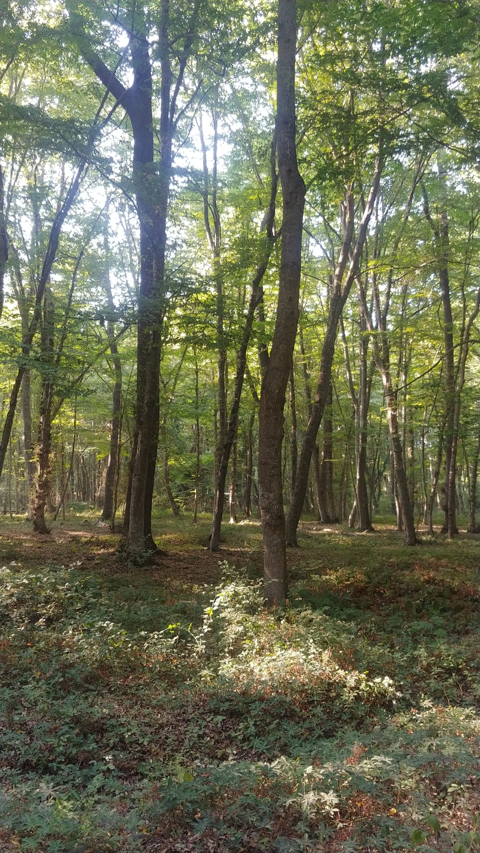 Самурский лес Дербент