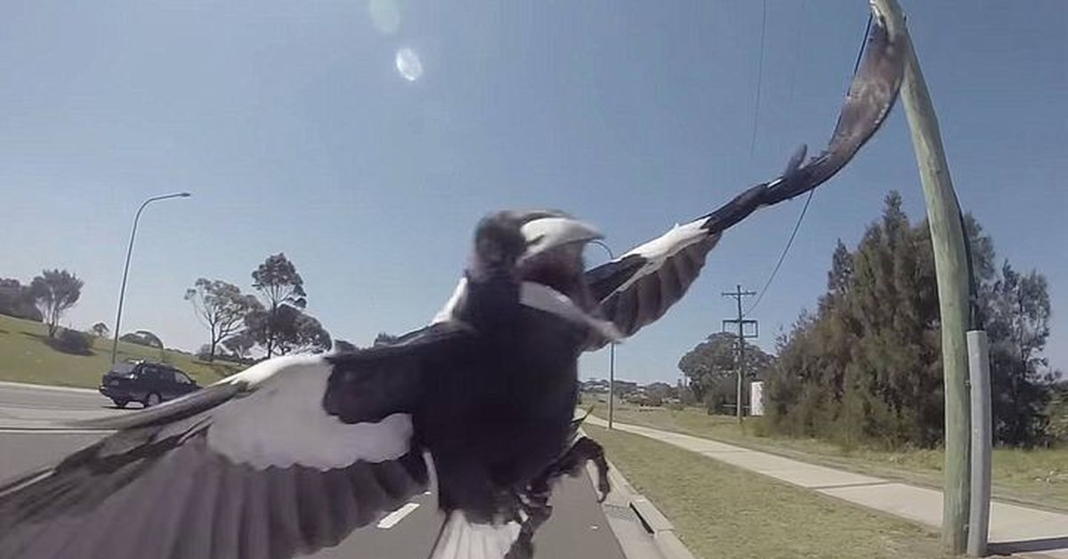 Нападение птицы. Птица атакует. Сороки в Австралии нападают на людей. Ворона атакует.