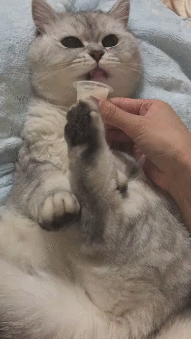 Завтрак в постель Кот, Домашние животные, Кормление, Молоко, Милота, Гифка