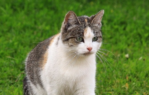 ��� ����� � �������