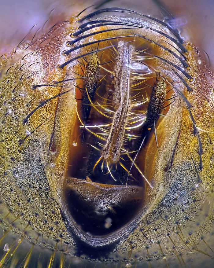 Астраханская мошка в увеличенном виде фото зубы