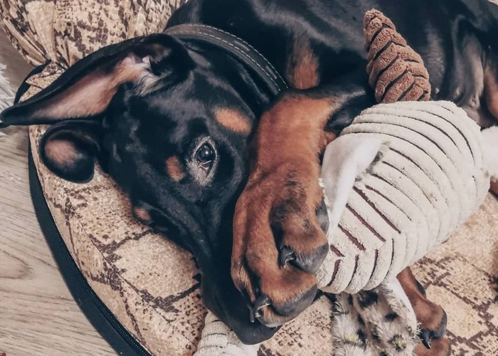 ������ ����