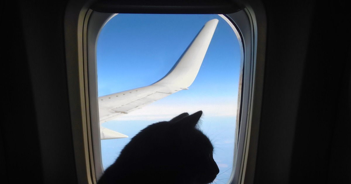 og og 156786171127193367 تعرف الآن على أهم 6 اجراءات سفر القطط للخارج 1 تعرف الآن على أهم 6 اجراءات سفر القطط للخارج
