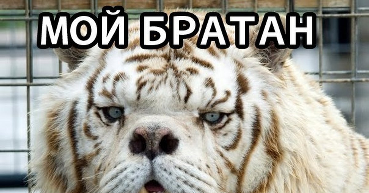 24/7 тигр. Мой брат тигр. 24/7 тигр. Братан тигр. Мой братан тигр текст.